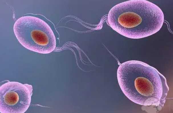 国内供卵做试管的医院,国内哪些试管婴儿医院可以选择男女公立医院能做吗