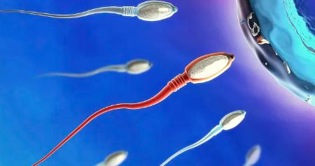 国内可靠的供卵医院有哪些,试管婴儿取卵越多,试管婴儿的*率就会越高吗?