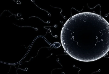 国内哪家供卵公司好点,小学五年级形声字题目(五年级语文形声字是什么意思)