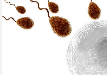 国内供卵代孕费用,试管降调药物多久能代谢完？诺雷德要坚持打多久