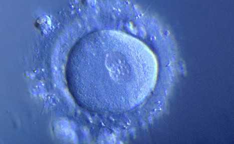 国内找代孕公司,畸形*能与卵子结合吗？*质量差做试管婴儿*率是多少 ...