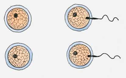 国内做供卵试管机构排名,4bb囊胚移植一个和二个，哪个着床率更高？